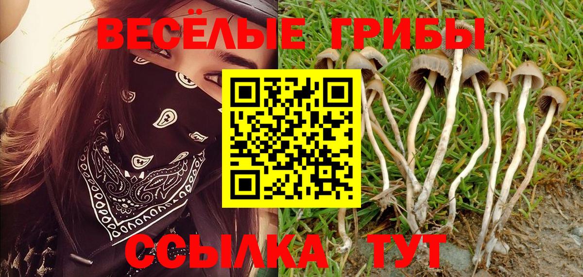 Вольск  Псилоцибиновые грибы MAGIC MUSHROOMS  Вход с VPN 